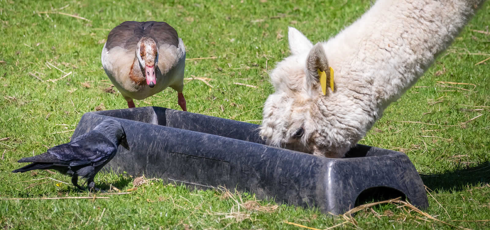 Small Animal Bedding & Litter