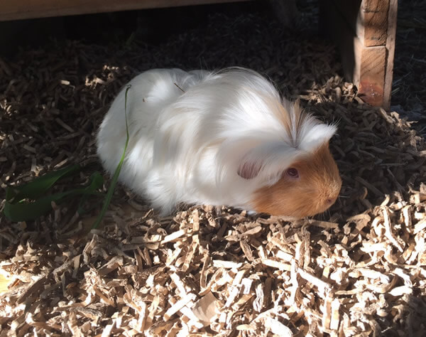 guinea pig bedding