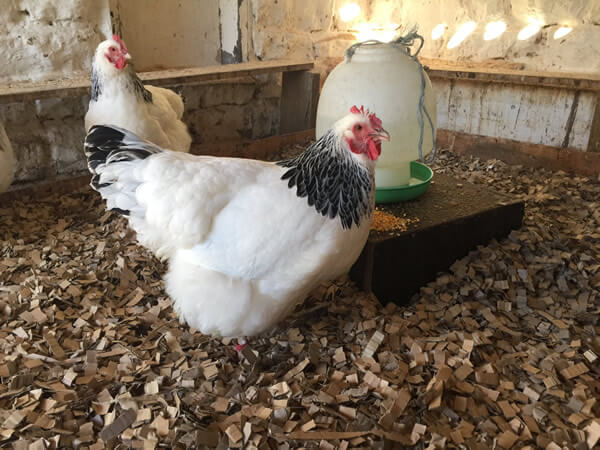 chook bedding